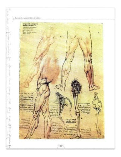 Libro Leonardo, Un Genio Universal - Nuevo, Original - Lexus