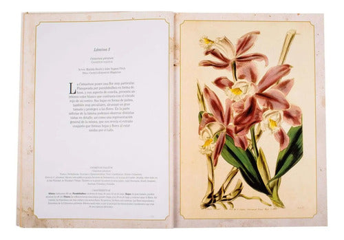 Libro Maravillas De La Botanica - Lexus - Laminas P/enmarcar