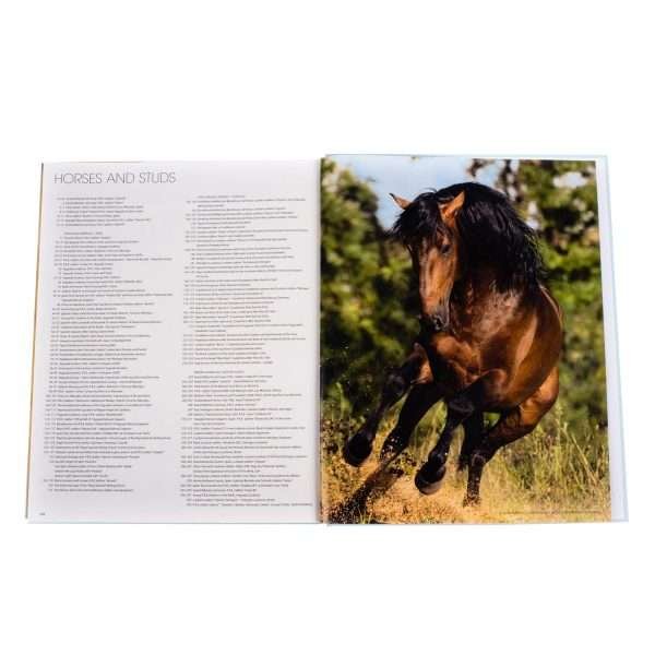 Andaluces Lusitanos