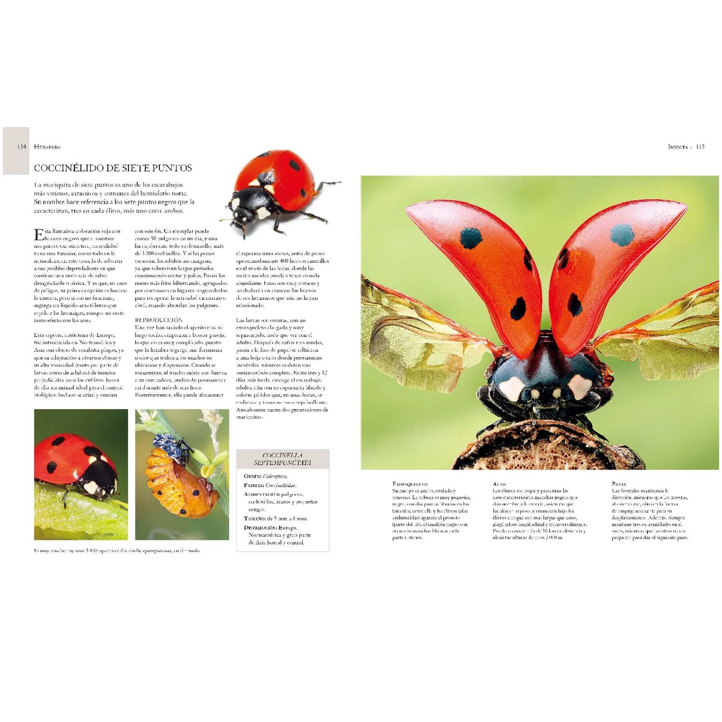Enciclopedia Ilustrada de Micro Animales