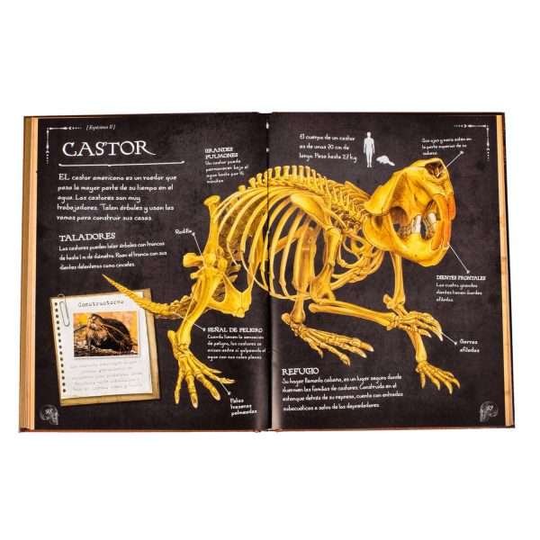Colección de Huesos de Animales