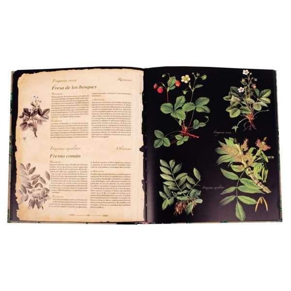 Atlas Ilustrado de Plantas Silvestres e Infusiones Curativas