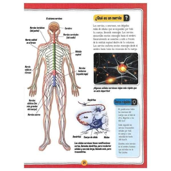 El Fascinante Cuerpo Humano + Maqueta