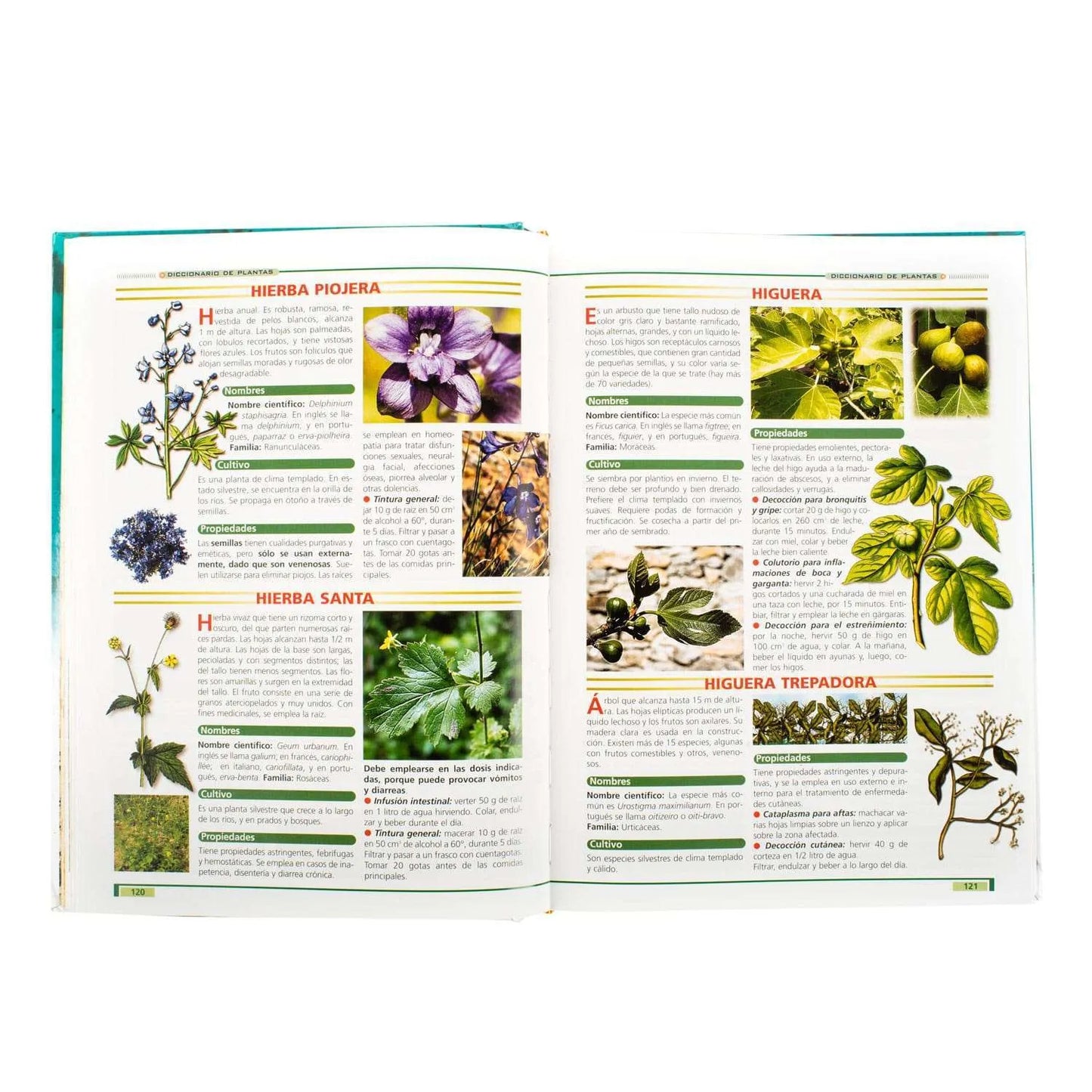 Las Plantas Curativas y sus Propiedades Curativas