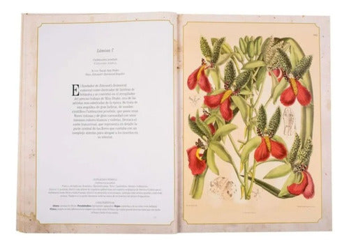 Libro Maravillas De La Botanica - Lexus - Laminas P/enmarcar