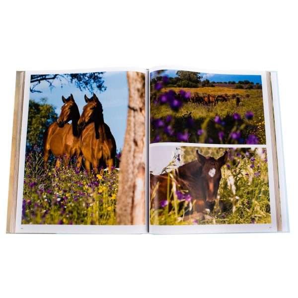 Andaluces Lusitanos