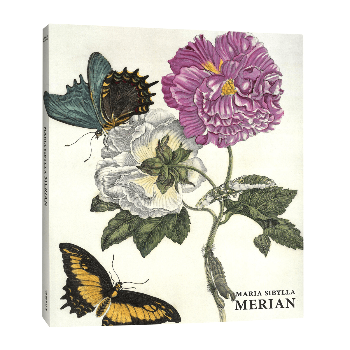 Maria Sibylla Merian