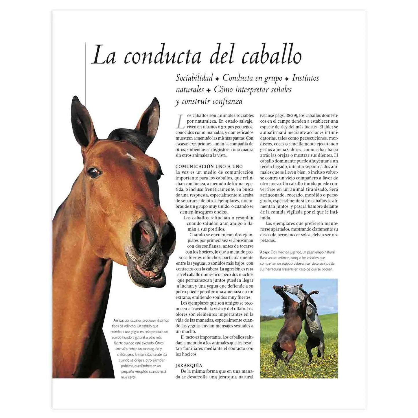 Enciclopedia Definitiva del Caballo