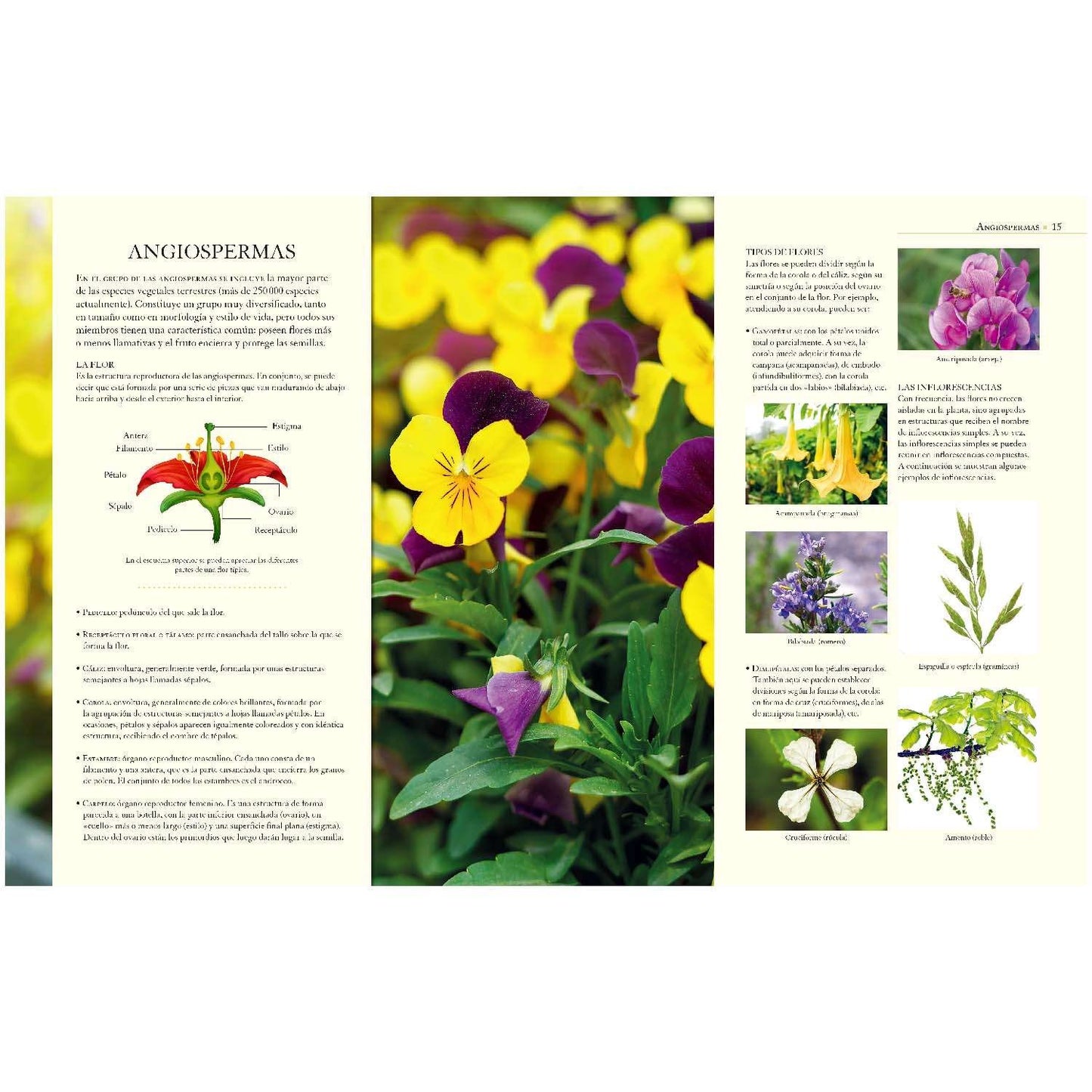 Enciclopedia Ilustrada del Reino Vegetal
