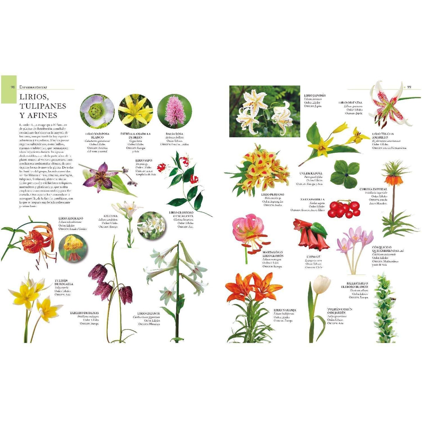 Enciclopedia Ilustrada del Reino Vegetal