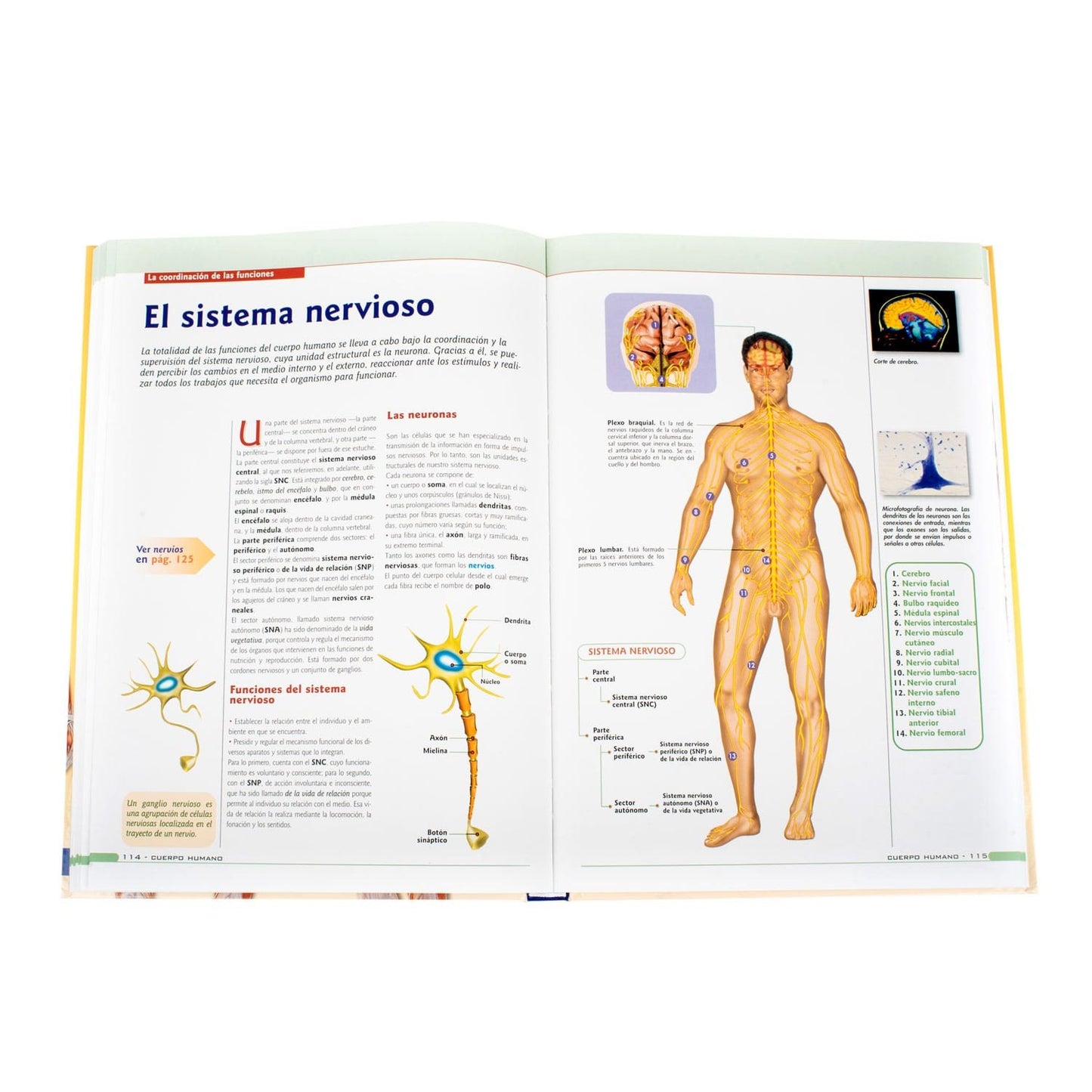 El Cuerpo Humano Fisiología y Anatomía