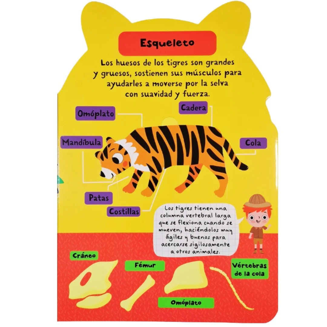 Datos Sobre La Jungla Levanta Solapas