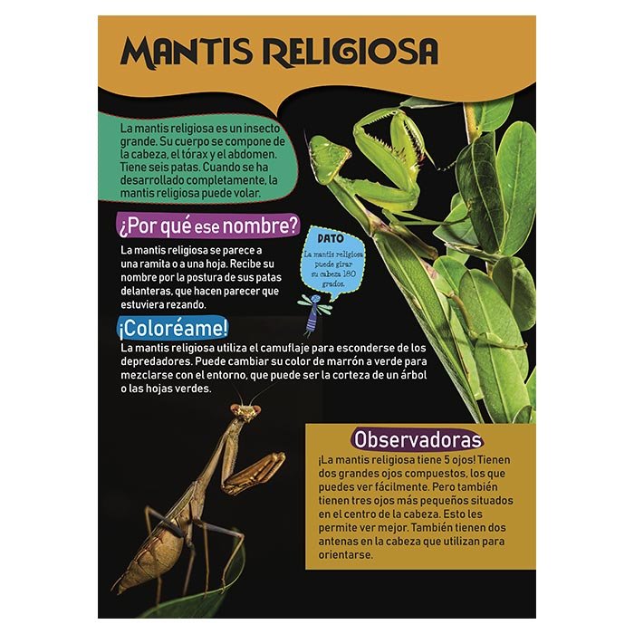 Mi Gran Libro de Insectos