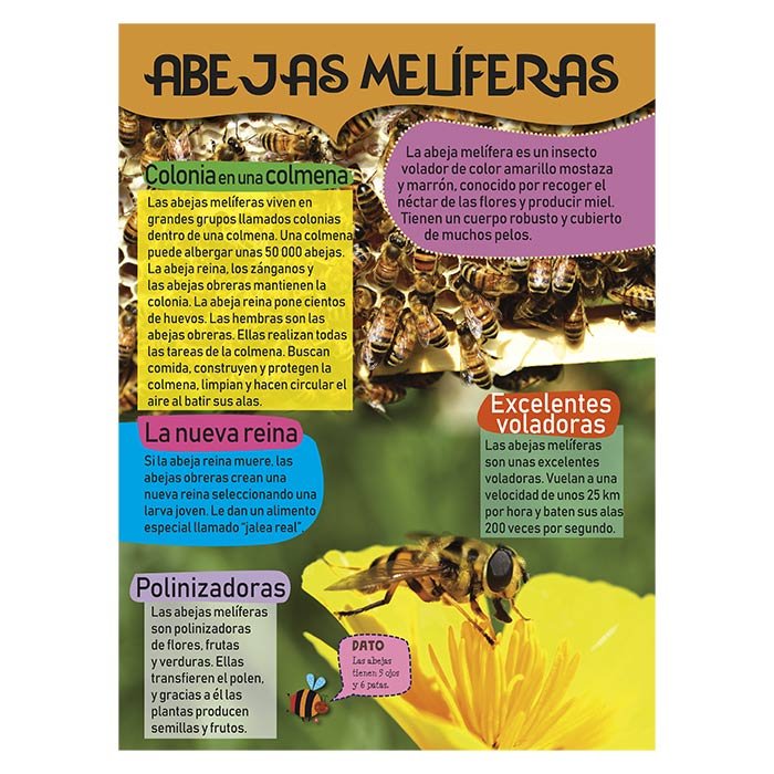 Mi Gran Libro de Insectos