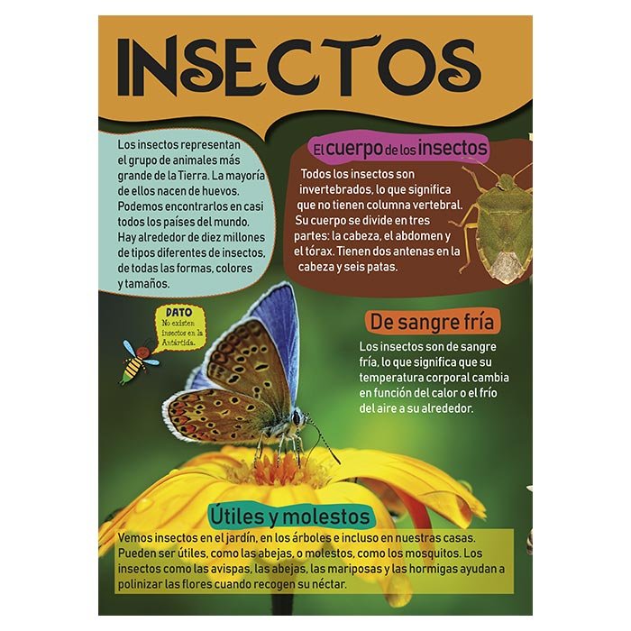 Mi Gran Libro de Insectos