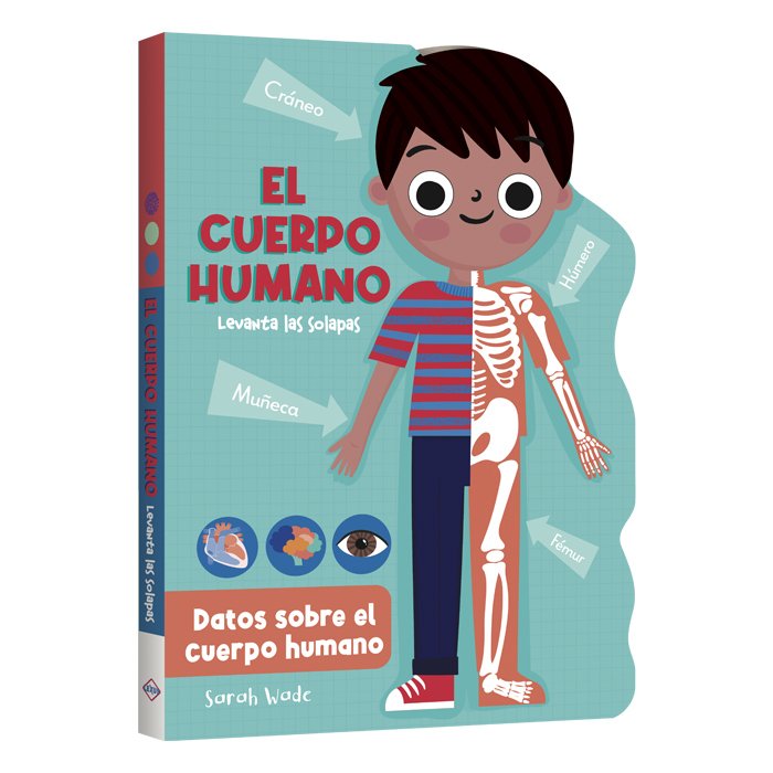 Datos Sobre El Cuerpo Humano Levanta Solapas