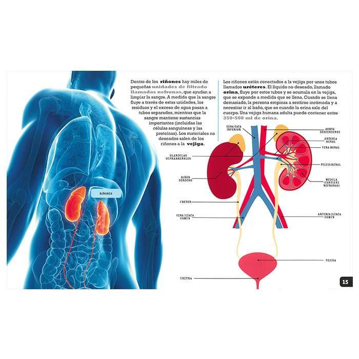 Scanorama Cuerpo Humano