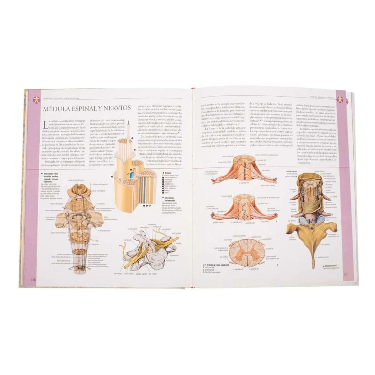 Atlas Ilustrado Anatomía