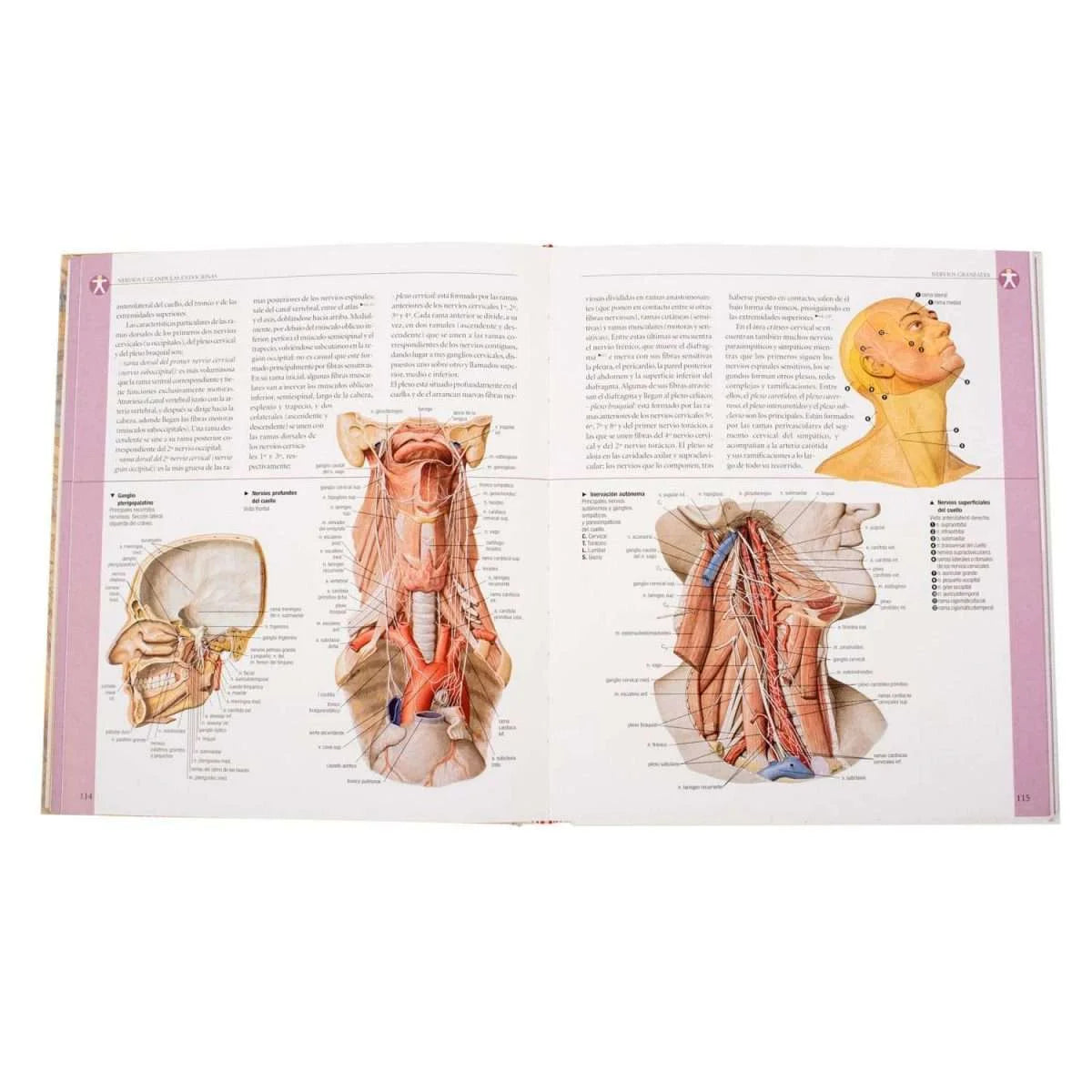 Atlas Ilustrado Anatomía