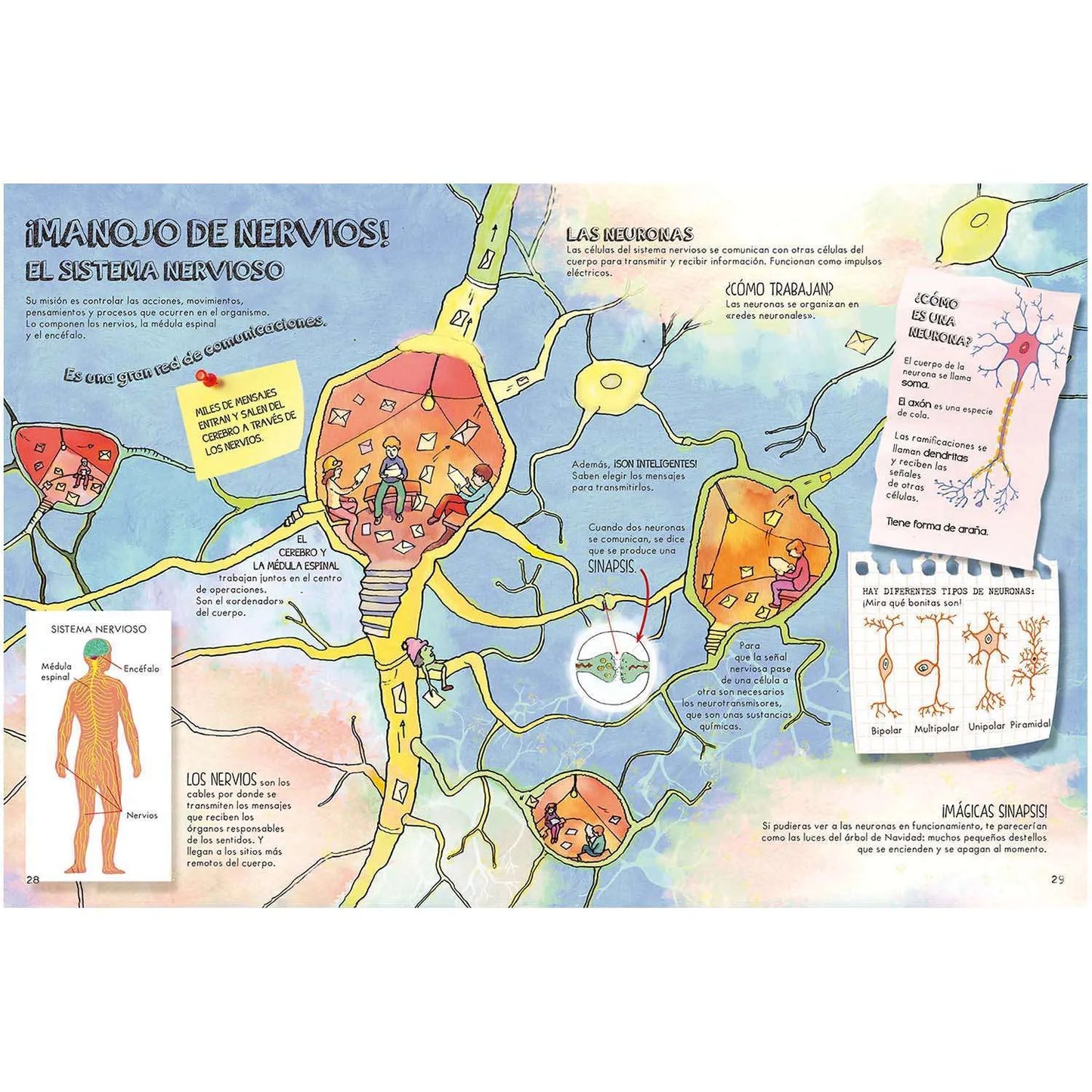 Descubre El Cuerpo Humano