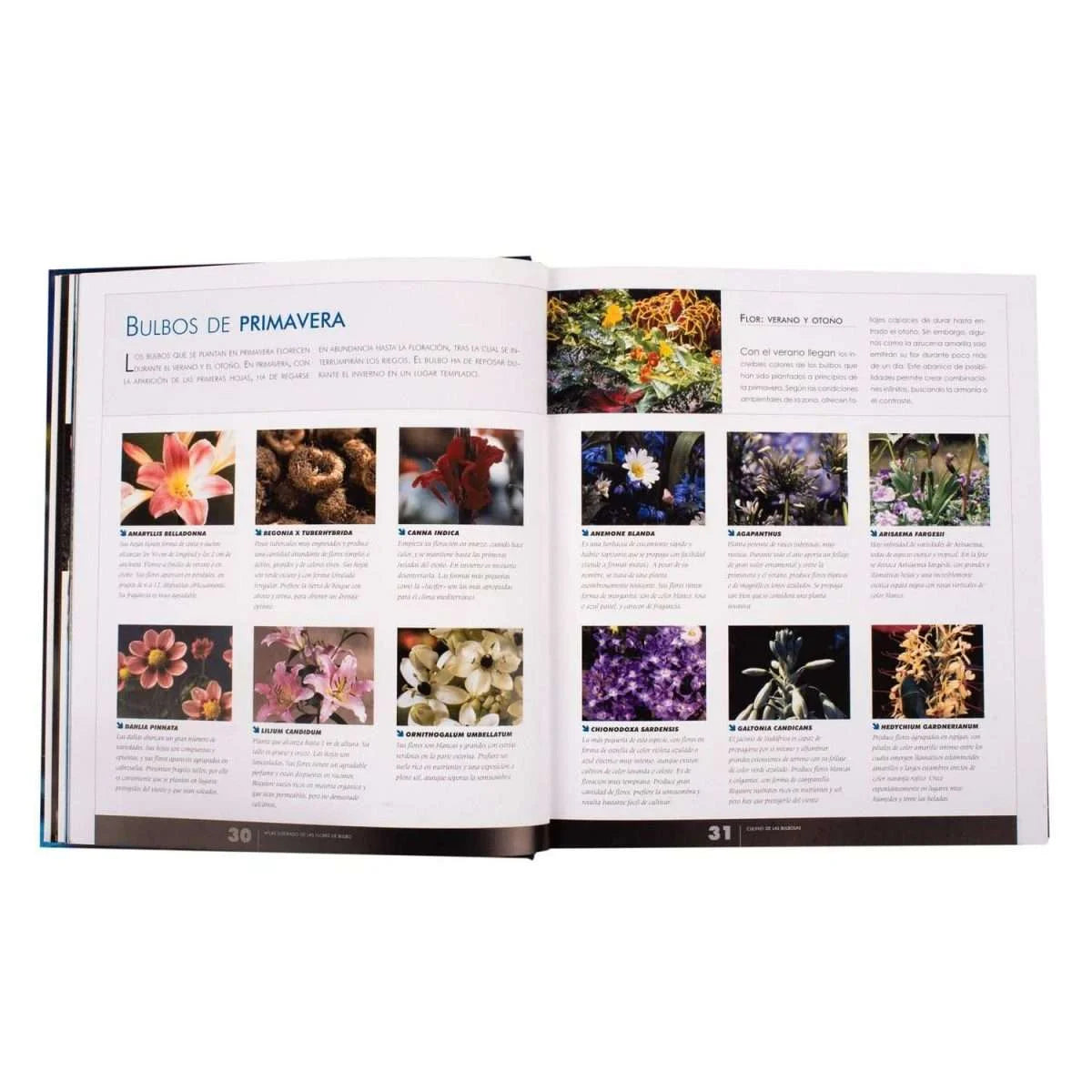 Atlas Ilustrado de las Flores de Bulbo