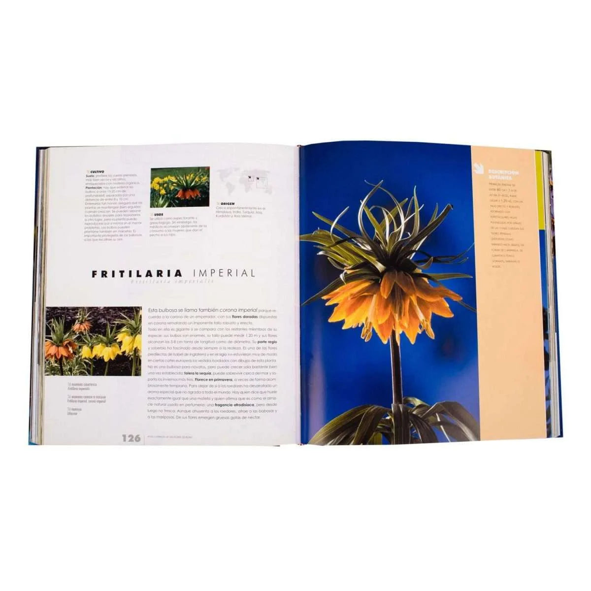 Atlas Ilustrado de las Flores de Bulbo