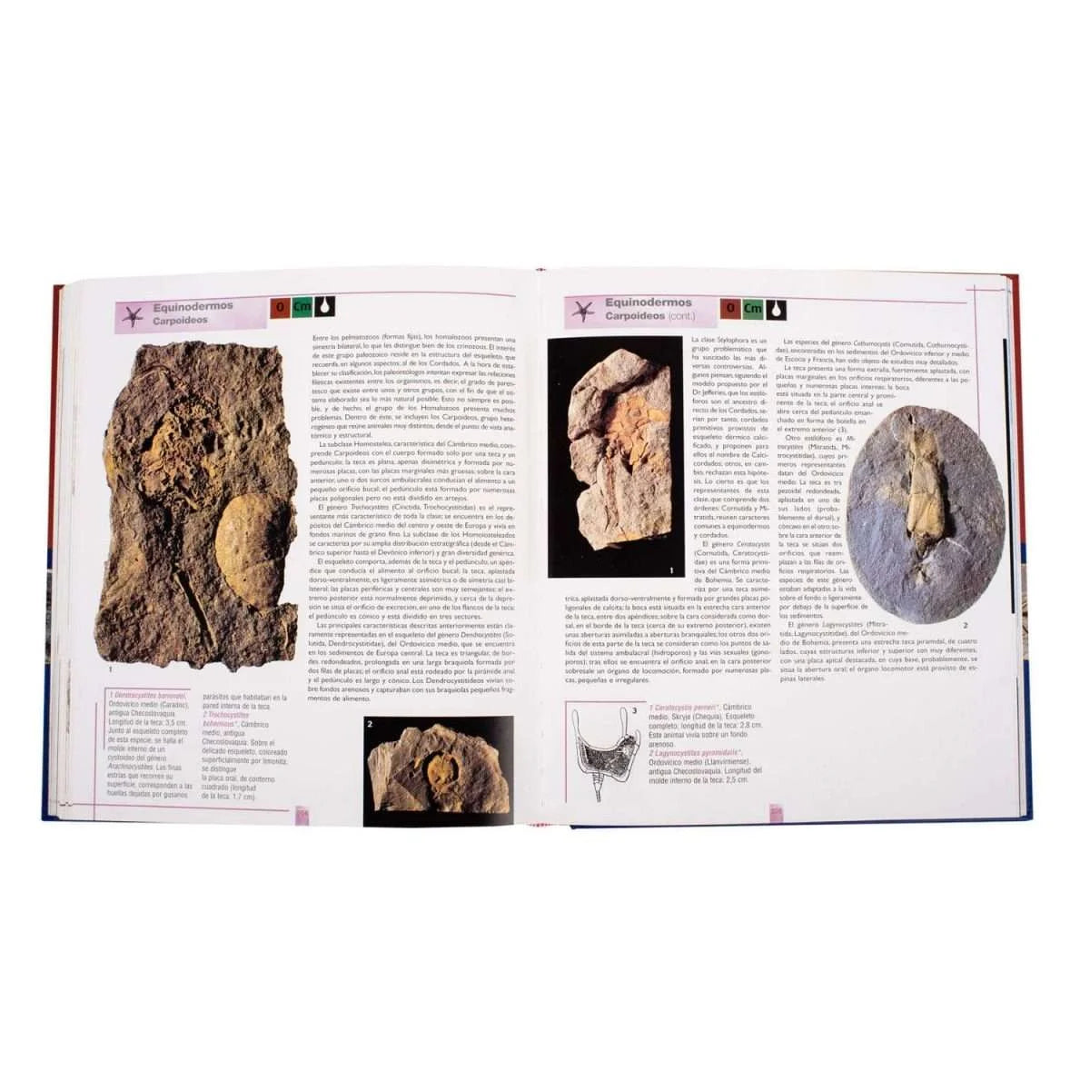 Atlas ilustrado de Los Fósiles