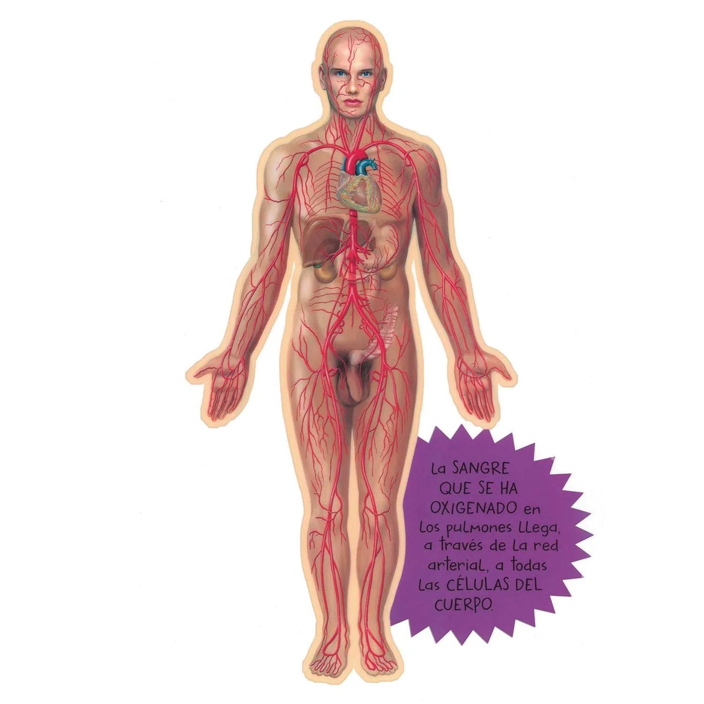 El Cuerpo Humano Transvisiones