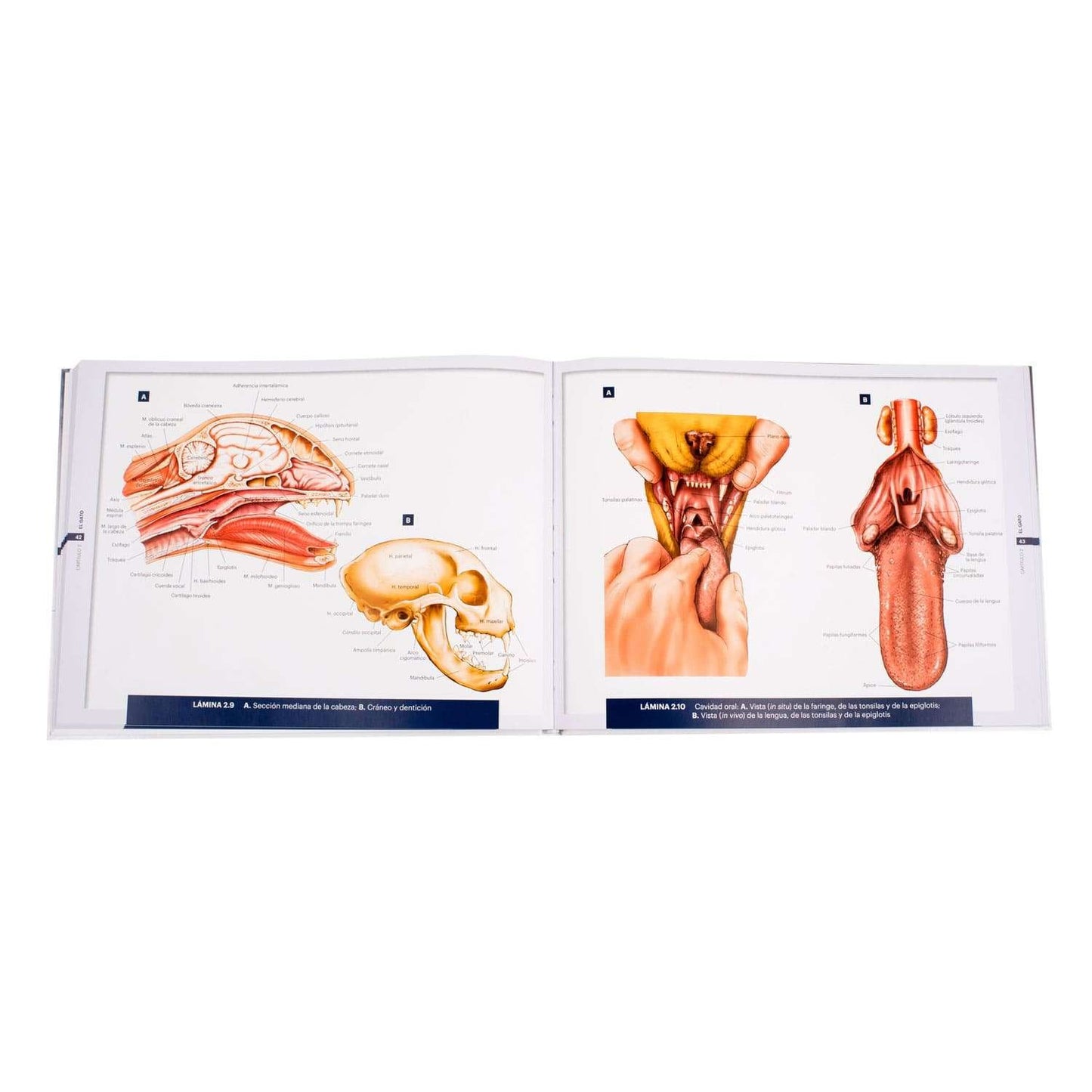 Atlas de Anatomía de Pequeños Animales