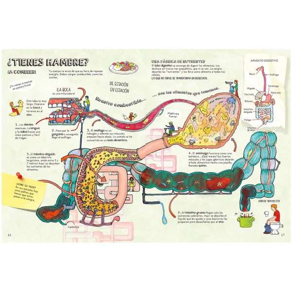 El Cuerpo Humano - Colección Descubre - Lexus Editores